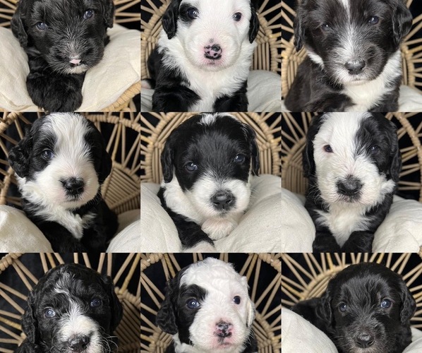 Medium Photo #1  Breeder Profile in PEORIA, AZ, USA
