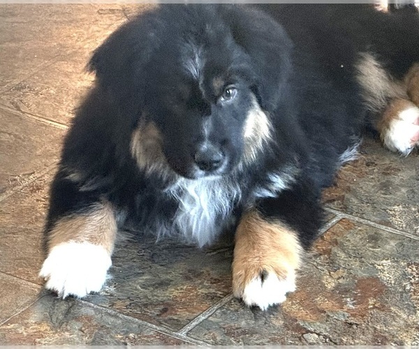 Medium Photo #1  Breeder Profile in SOUTH AMANA, IA, USA