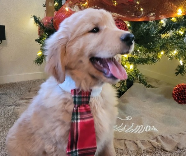 Medium Photo #4  Breeder Profile in WILLOWS, CA, USA