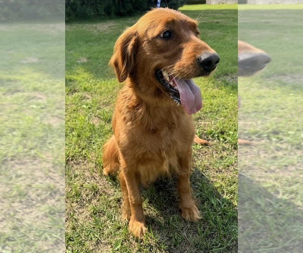 Medium Photo #12  Breeder Profile in MERRILL, MI, USA