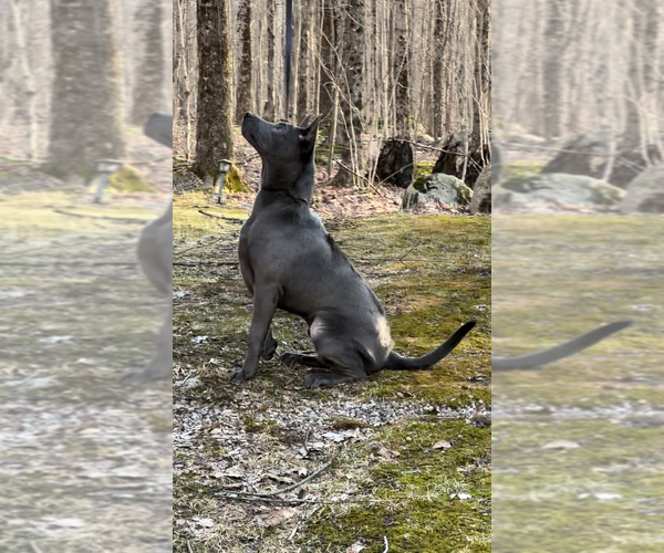 Medium Photo #14  Breeder Profile in POTSDAM, NY, USA