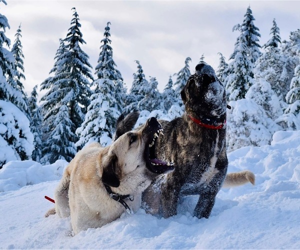 Medium Photo #1  Breeder Profile in WINSTON, OR, USA