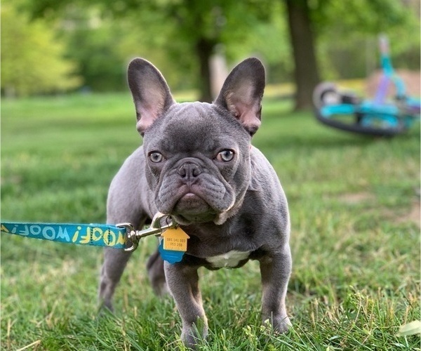 Medium Photo #1  Breeder Profile in RICHLAND, PA, USA