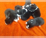Small breeder photo
