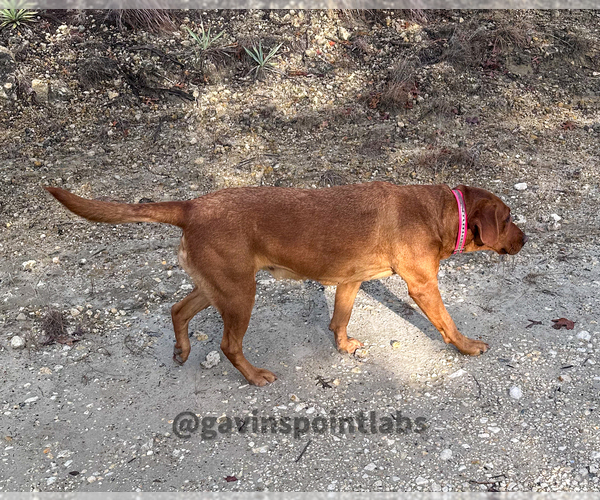 Medium Photo #6  Breeder Profile in BLUFF DALE, TX, USA