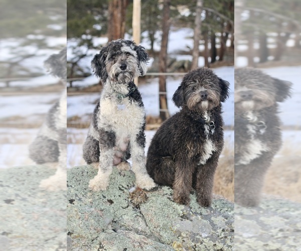 Medium Photo #1  Breeder Profile in BELLVUE, CO, USA