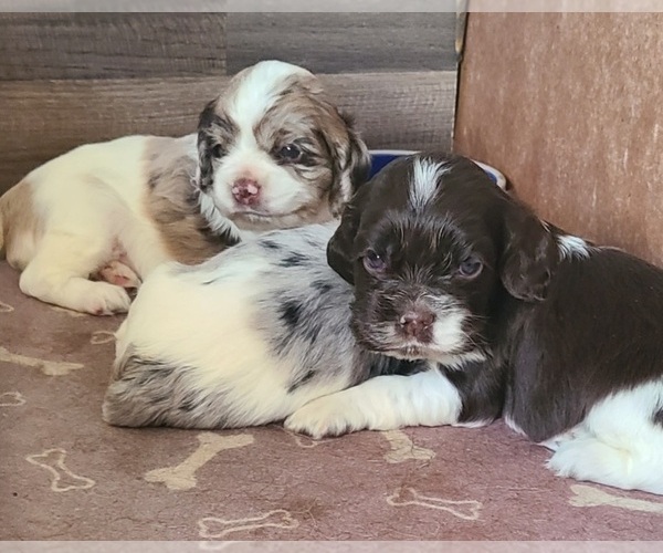 Medium Photo #1  Breeder Profile in WALLER, TX, USA
