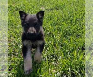 German Shepherd Dog Dog Breeder near SPARTA, MO, USA