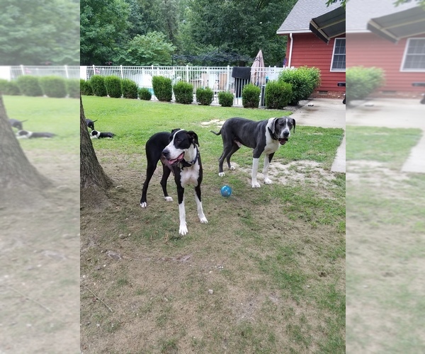 Medium Photo #1  Breeder Profile in WILLIAMSBURG, VA, USA