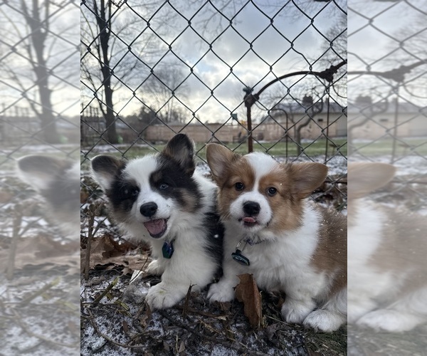 Medium Photo #6  Breeder Profile in GRAND RAPIDS, MI, USA