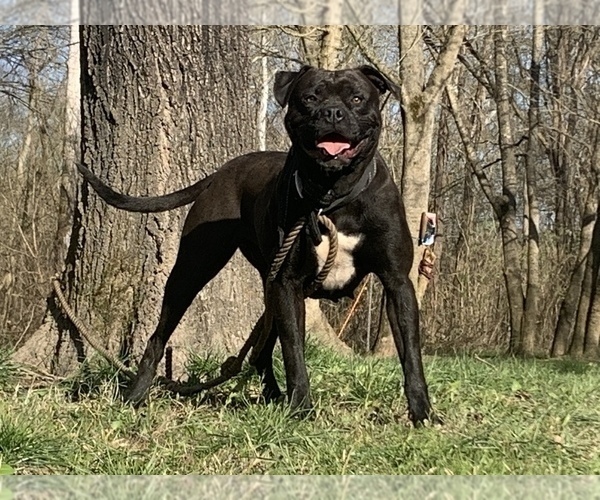 Medium Photo #26  Breeder Profile in COLUMBIA, KY, USA
