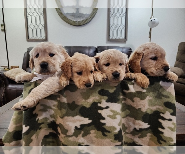 Medium Photo #1  Breeder Profile in BURKBURNETT, TX, USA