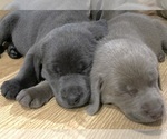 Small #21 Breeder Profile image