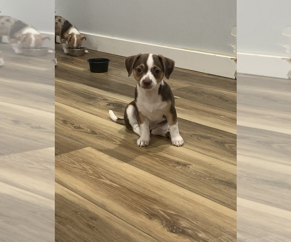 Medium Photo #1  Breeder Profile in NORTH PROVIDENCE, RI, USA