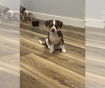 Small breeder photo