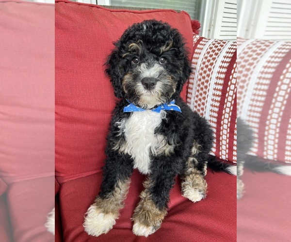 Medium Photo #1  Breeder Profile in RICHMOND, IL, USA