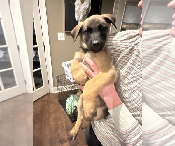 Medium Photo #17  Breeder Profile in ATHENS, AL, USA