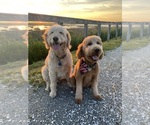 Small breeder photo