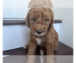 Small #1 Breeder Profile image