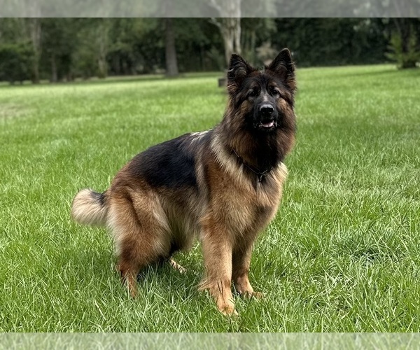 Medium Photo #12  Breeder Profile in COVINGTON, LA, USA