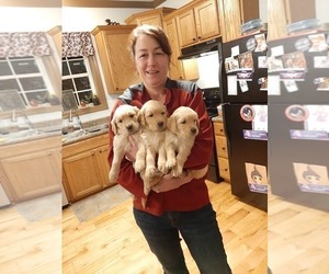 Golden Retriever Dog Breeder in MARSHALL,  USA