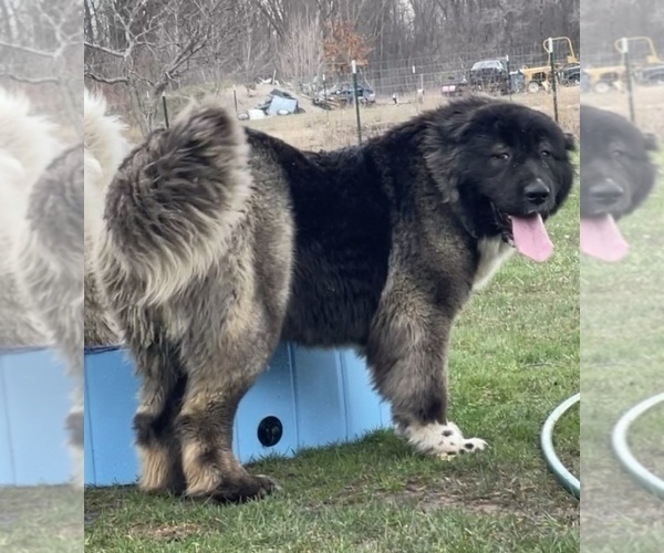 Medium Photo #37  Breeder Profile in TWINING, MI, USA