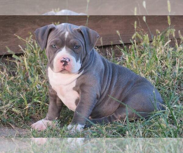 Medium Photo #1  Breeder Profile in BURLINGTON JUNCTION, MO, USA