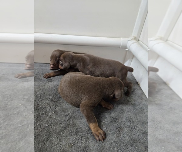 Medium Photo #7  Breeder Profile in COLUMBIA CITY, IN, USA