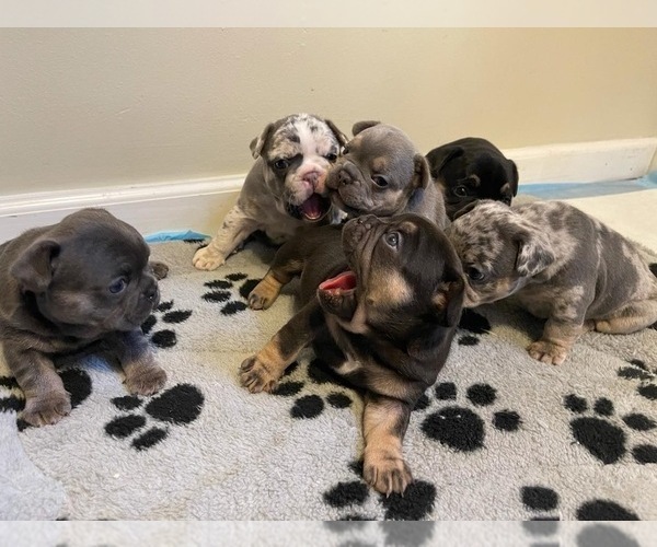 Medium Photo #1  Breeder Profile in NORTHRIDGE, CA, USA