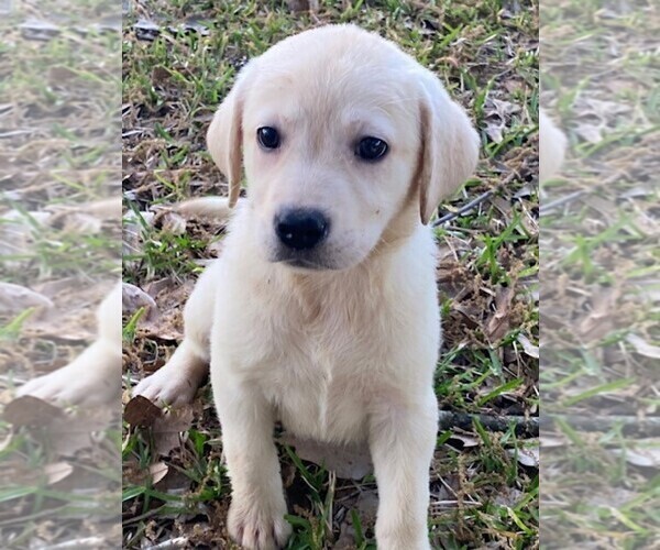 Medium Photo #6  Breeder Profile in LOVELADY, TX, USA