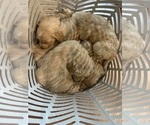 Small #1 Breeder Profile image