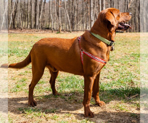 Poodle (Standard) Dog Breeder near GORDONSVILLE, VA, USA