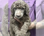 Small #3 Breeder Profile image