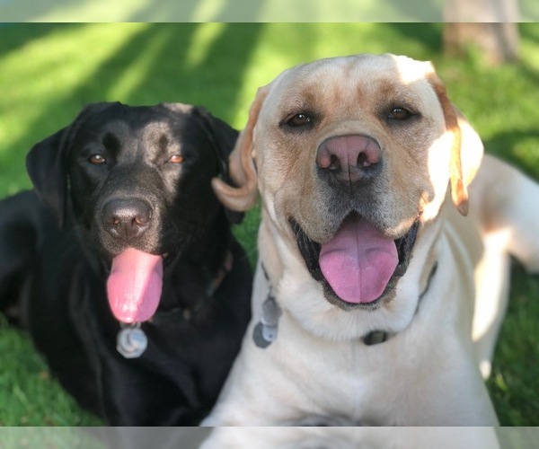 Medium Photo #1  Breeder Profile in NORTH TONAWANDA, NY, USA