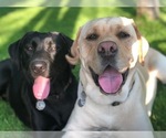 Small breeder photo