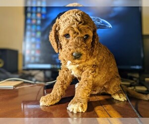 Goldendoodle (Miniature) Dog Breeder in SAN DIEGO,  USA