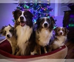 Small breeder photo
