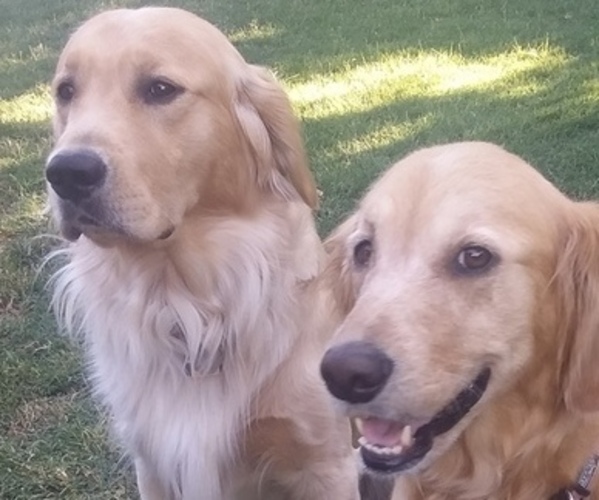 Medium Photo #5  Breeder Profile in LOOMIS, CA, USA
