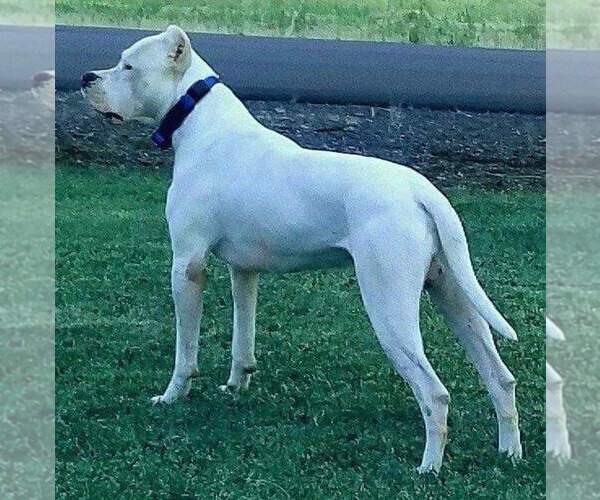 Medium Photo #1  Breeder Profile in MESA, AZ, USA