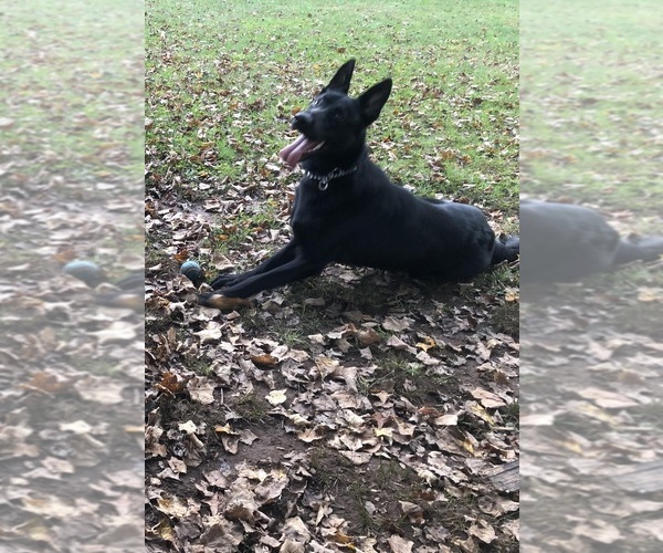 Medium Photo #17  Breeder Profile in MIDDLETOWN, CT, USA