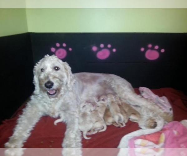 Medium Photo #1  Breeder Profile in Philadelphia, PA, USA