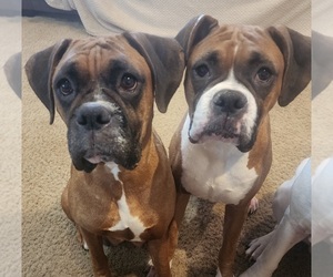 Boxer Dog Breeder near NEWBERG, OR, USA