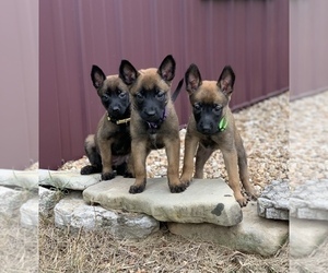 Belgian Malinois Dog Breeder near OZARK, MO, USA