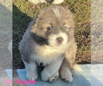 Small #38 Breeder Profile image