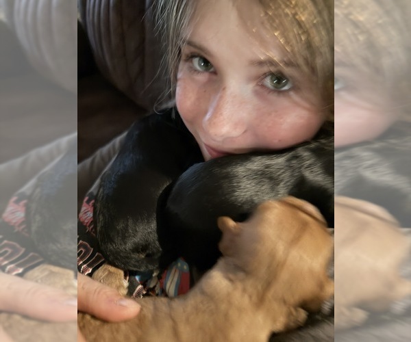 Medium Photo #9  Breeder Profile in WAXAHACHIE, TX, USA