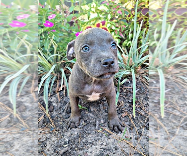 Medium Photo #19  Breeder Profile in HOUSTON, TX, USA