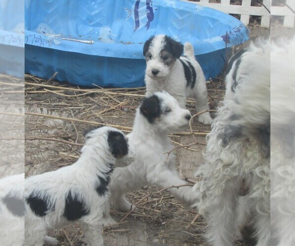 Medium Photo #1  Breeder Profile in GRANT, NE, USA