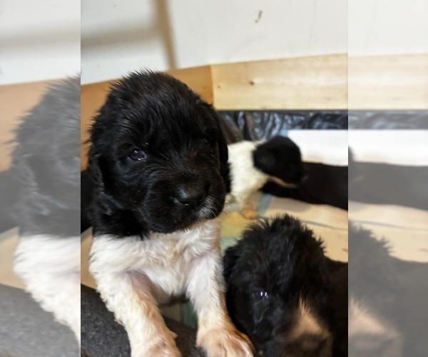 Medium Photo #9  Breeder Profile in SAXTONS RIVER, VT, USA