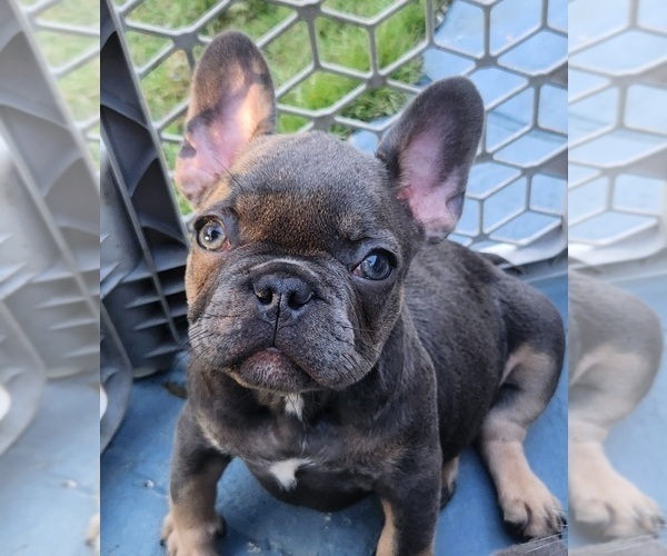 Medium Photo #1  Breeder Profile in HOMESTEAD, FL, USA