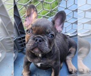 French Bulldog Dog Breeder near HOMESTEAD, FL, USA